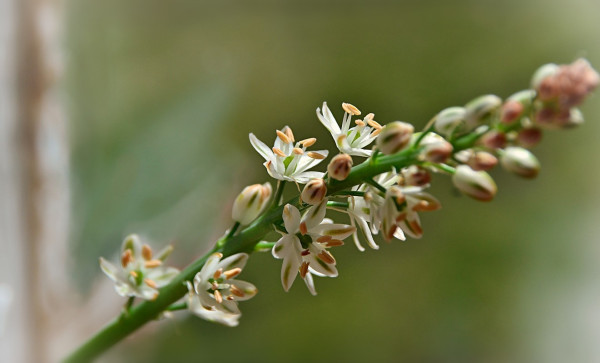 narrow flowering stem with a handful of small white starry flowers with single green stripe on each petal near base of cluster, and many more unopened buds tinged with pinkish, higher on the stem. The stem is tilted sideways, background is a blurred window with bit of whitish frame to left. Glass shows vague blurred blobs of greenish and whitish from smudges and paint on glass and things outside.