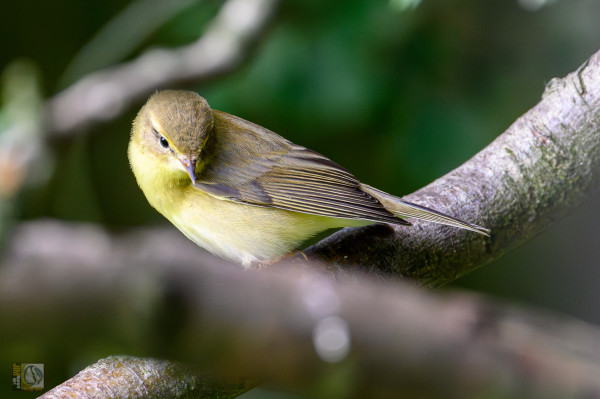 A small Warbler with a yellow breast and brown wings