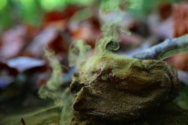 A Puffball mushroom disperses its spores, looking like a magical being blowing smoke into the wind.