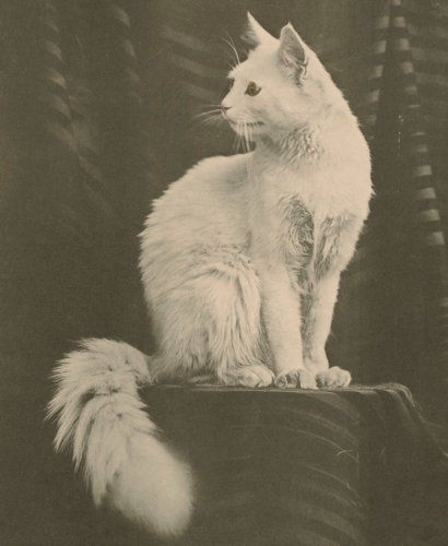 Black and white photo of a stately medium haired white cat sitting up on a square riser of some kind draped with dark cloth. It is facing right but has its head turned back to the left creating a beautiful, curving silhouette from his perked ears down to his puffy white tail that drapes over the edge of his seat.