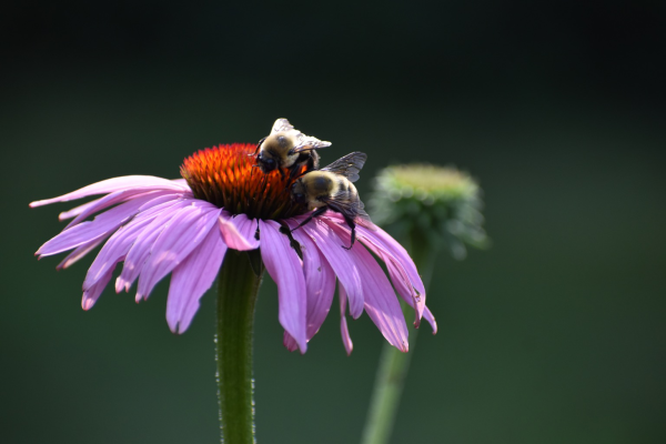 Two bumblebees (fuzzy black and yellow insects) gathering pollen side-by-side on a pink coneflower (pinkish purple petals surrounding a large orange domed head