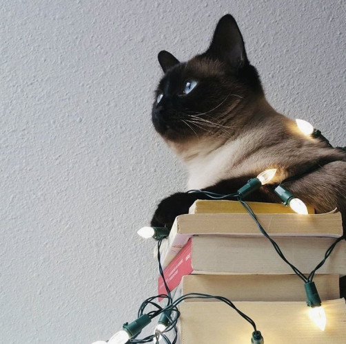 Brontë (cat) sitting on top of books, with a few Christmas lights draped around her.