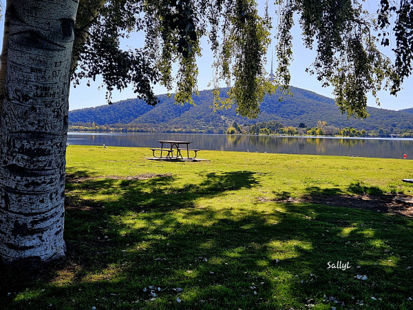 Standing in the shade of the tree on the left, looking towards the still lake and Black Mountain and tower beyond. On the open grassy area is a vacant picnic table. It is a warm, bright and sunny day. The scene is calm and peaceful. 