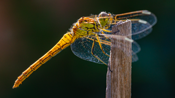 A close-up macro photo of a vagrant darter seen side on, perched on the top of a bamboo stick. The thorax is yellow with black stripes and the abdomen is a deeper yellow, back-illuminated by the sun and almost translucent, also with black striping. The small vulvar scale pointing down from near the end of the abdomen marks it out as a female.

That said, every year I find it very hard to distinguish between vagrant darters (Sypetrum vulgatum) and common darters (Sympetrum striolatum), so it could be the latter too.
