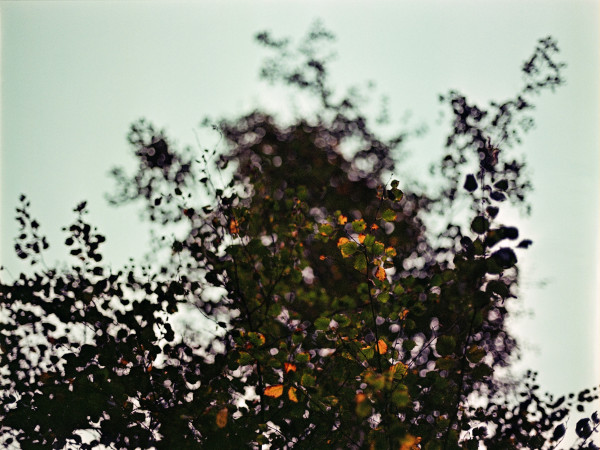 A birch tree with yellowing leaves tied from the bottom up. Fades into blur.