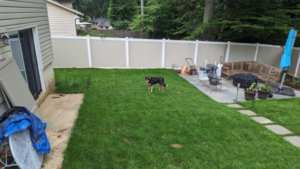 From a high view point looking down onto grass, fence behind, house and sliding glass door to the left, medium sized black and tan dog, walking towards a small ornamental grass, stops to look at the camera