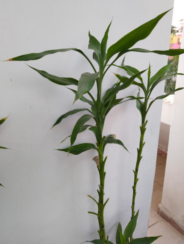 2 bamboo plants almost 5 feet tall. The lower branches have been trimmed while the top branches have waxy leaves. 