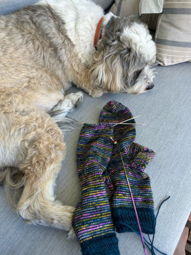 Left and top, sleeping Tibetan terrier. Center and lower right, multi color socks in progress. One with needles at the top, one completed. Striped bright colors with blue tonal. 