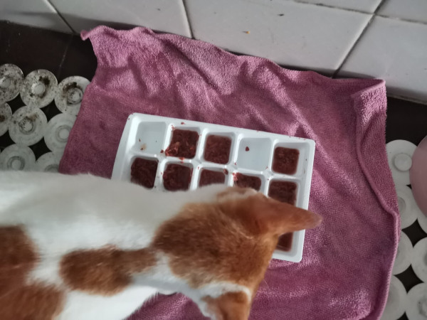 Cat eating her meal out of an ice cube tray