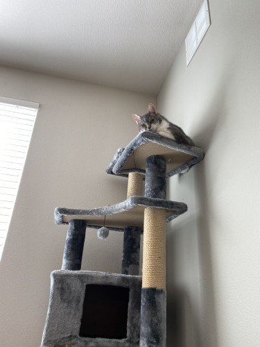 Nikita hanging out at the top of a 6 foot 3 inch grey cat tree looking down at me while I sit on the couch.