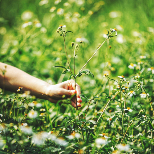 A person's hand reaching out to pluck a wild flower in overgrown field.