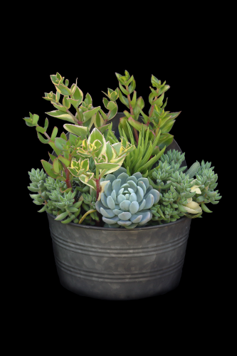 Photo of a small galvanized planter full of succulents, in varying shades of green and yellow. There are two kinds of jades, an Echeveria, a 'happy bean' peperomia, a gasteria (barely visible), and a Haworthiopsis (also barely visible).