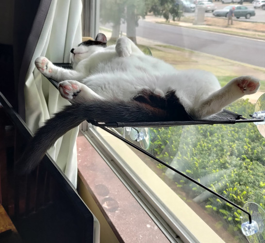 Black and white cat lounging on his back on a window perch. His front paws are curled.