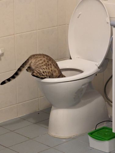 Cheese the Bengal cat with her head in the toilet.