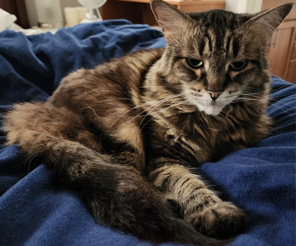 Our floofy mostly Maine Coon mix shelter kitty with medium-long dark brown and light tan tabby meetings. Her right paw is stretched out in front of her as she lays, curled up, on a blue blanket. 