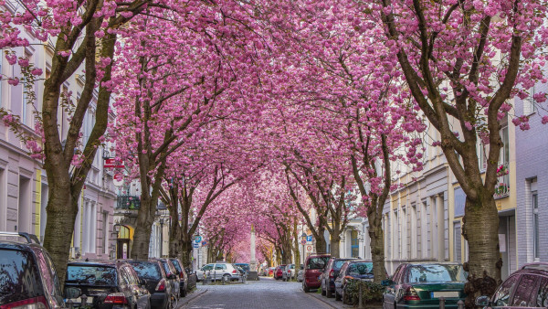 Cherry blossom over street in the old town of Bonn. © Adobe Photographer: Adrian72