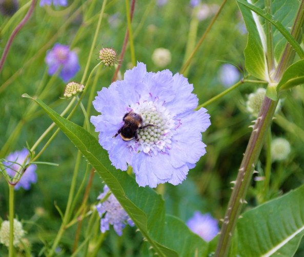 hellviolette Blüte in deren Mitte eine Hummel sitzt