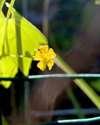 A very tiny yellow flower illuminated by sunlight. It is poking through chicken wire and sunlight is illuminating bright green leaves in the background. The flower has five wide petals. ￼