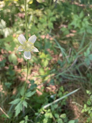 Thimbleweed flower