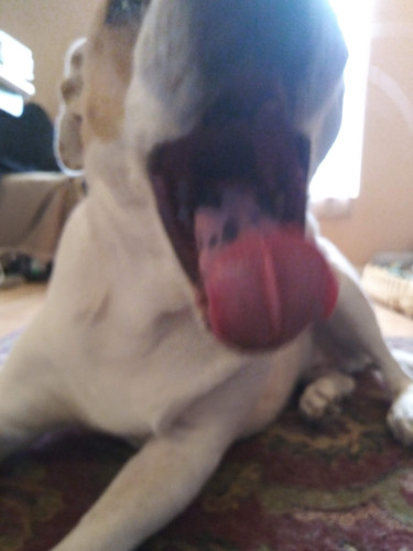 Blurry close up of a dog having a BIG yawn.  His tongue is out and curling up.