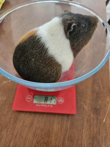 Socks, a brown and white guinea pig, in a glass bowl on a kitchen scale which shows his weight at 817g