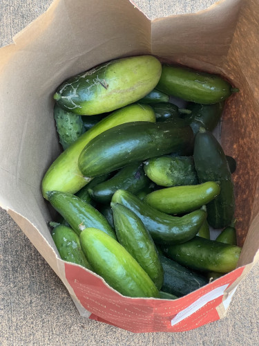 A brown paper grocery sack almost halfway full of cucumbers.