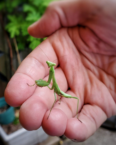 Close-up photo of a small green praying mantis standing on a man's fingers. The mantis is looking in the direction of ths camera.