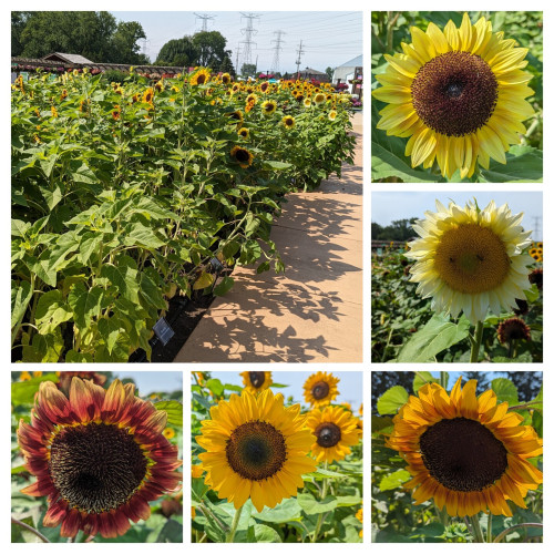 A collage of 6 pictures of sunflowers.  The largest photo shows the long test bed filled with different varieties of sunflowers.  The 5 smaller photos are close up of 5 individual different varieties of flowers.  The petals tangle from a little ght lemon yellow through darker shades to one with mostly red petals that fade out to yellow at the tips.