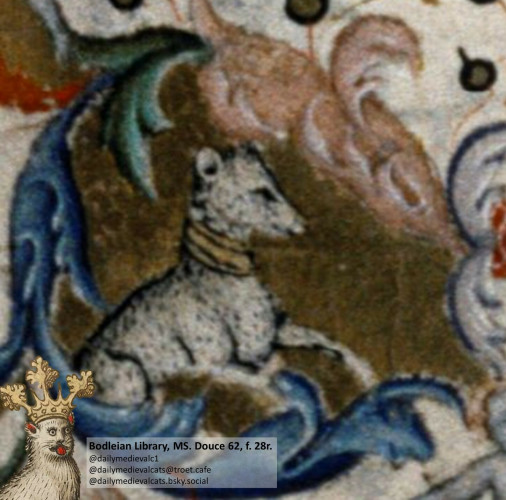 Picture from a medieval manuscript: A gray cat, painted like in a portrait