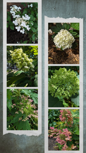 Two vertical photo strips with 3 pictures on each. All are close UPS of various types of hydrangeas.The 2 top most are later blooming varieties that have just started blooming in the last week or so and are still white.  The other 4 images are of older blossoms that have faded to either green or pink.