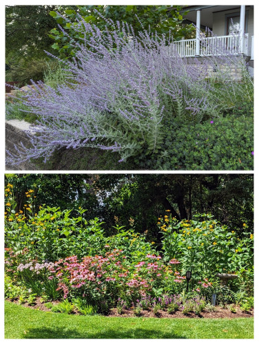 Two photos of different parts of the garden.
Top: a large bed of Russian sage.  The large, airy purple dominates this bed in the mid to late summer. It is nearly always humming with all the bees and other pollinators that hang out there.
Bottom: This is a newer garden bed (3rd summer) with a lot of sun.  It is mostly prairie plants and other natives.  The compass plants and a tall rudbeckia tower over the other plants.  The yellow flowers from those contrast nicely with the purple coneflower and alliums below.