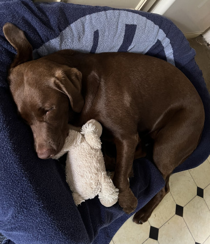 Chocolate Labrador asleep in her basket, snuggled up with the her toy white lamb