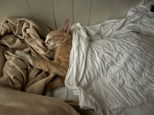 Cruzan the orange cat sleeping with his body under a sheet, head and paw out, just like a person 
