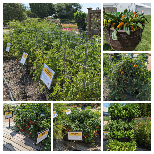 Collage of 6 photos of vegetable plants.  The largest is a row of tomato plants with 5 smaller pictures of individual tomato plants and a pepper plant in a hanging basket.