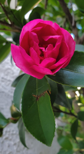 Deep pink unfurling blossom of a camelia  looking like a rose.