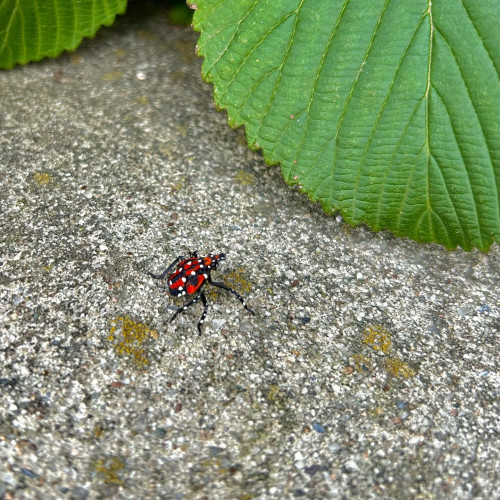 A photograph of a red bug with white spots known as Lycorma delicatula. It is standing on a concrete sidewalk with green leaves near it. No people are in the scene.