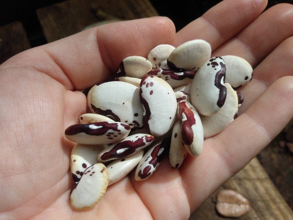 a handful of lima beans that are mostly white, but also have dark red spots.