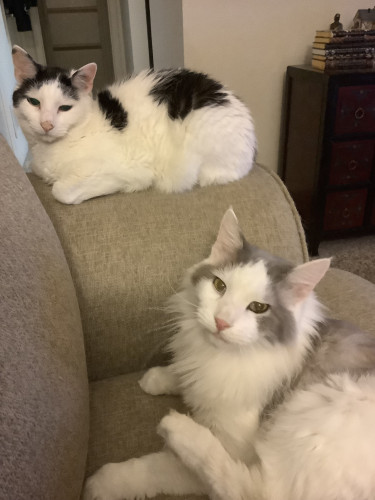 Two white cats, one with black markings on the arm of a sofa, and one with grey markings on the sofa seat.