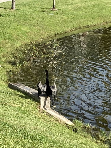 Close up a male anhinga drying his wings by a pond. 