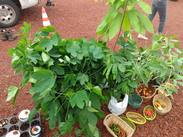 a small variety of plants for sale at a market on hawai'i island.