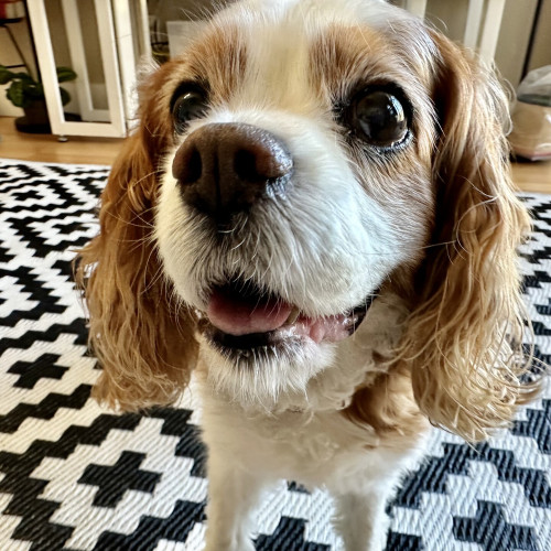 A photo of a Cavalier King Charles spaniel smiling at food