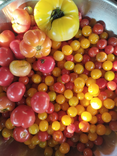 A bowl full of brightly colored tomatoes. Some are yellow, some are orange, others are red and pink. They are of varying sizes.