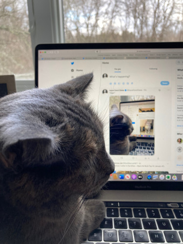 A cat at a latptop showing a picture of a cat at a laptop showing a picture of …