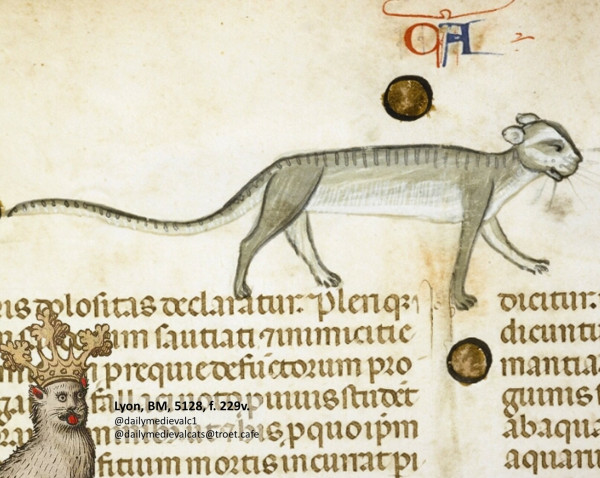 Picture from a medieval manuscript: A grey cat 