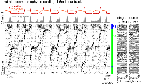 rat hippocampus activity on linear track