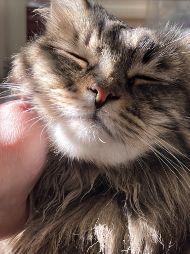 A brown/tan/cream tabby cat is getting cheek and chin scritches as sunlight splashes over his face. His eyes are closed and you can’t hear it through the photo but he’s purring, a deep, satisfied sound.