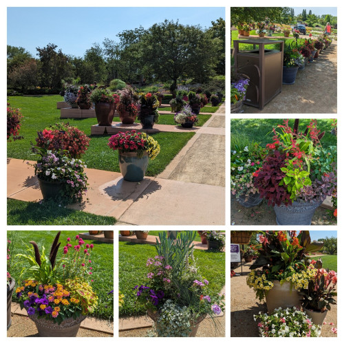 Collage of 6 photos of large pots with a mix of plants and flowers in each one.  I didn't keep track of what was planted in each as there were just too many!