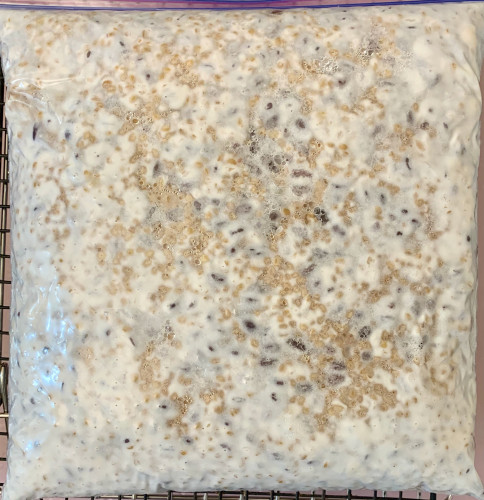 A plastic bag lying flat and filled with a mass of developing tempeh, mostly white but with some scattered patches of tan where the wheat is not yet covered with mycelium. A few dark spots are beans showing through.