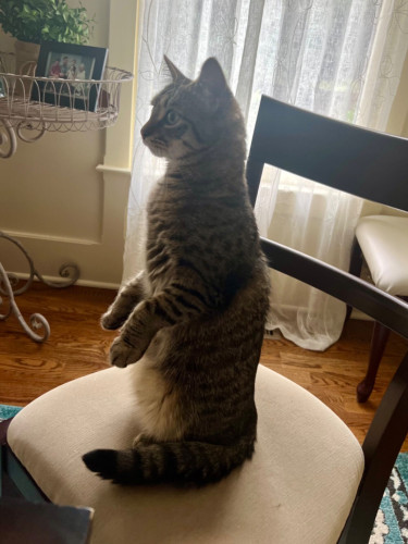 A brown tabby cat sitting upright like a person