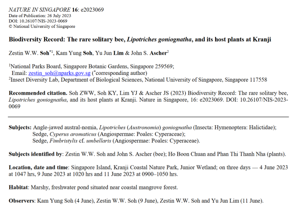 Screenshot of a Nature In Singapore Biodiversity Record of a rare solitary bee in Singapore.